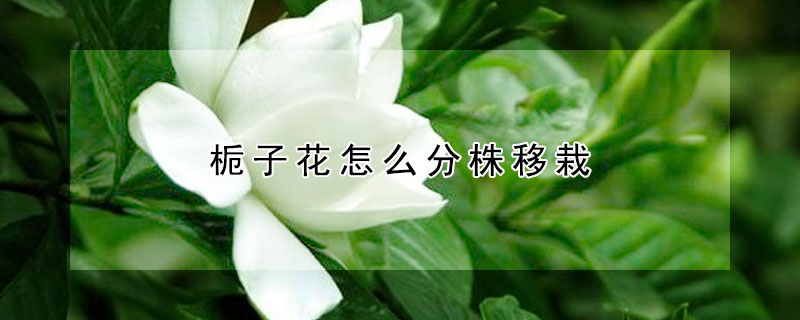 梔子花怎么分株移栽