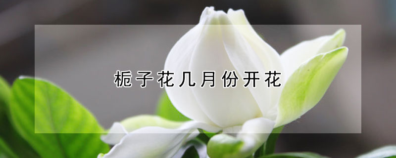 梔子花幾月份開花