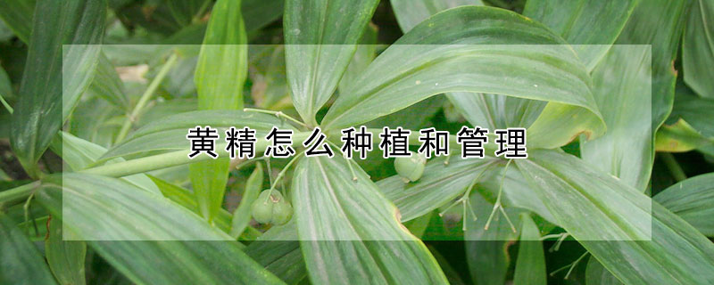 黃精怎么種植和管理