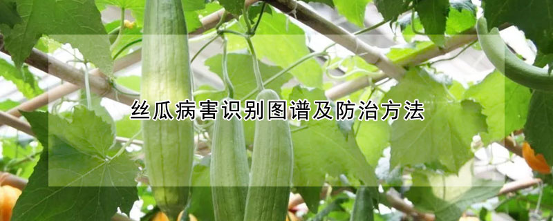 絲瓜病害識別圖譜及防治方法