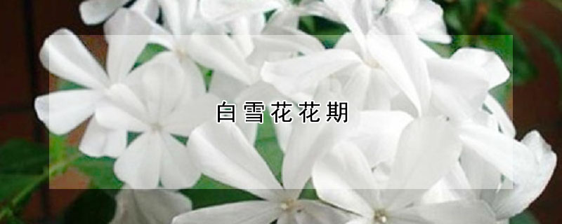 白雪花花期