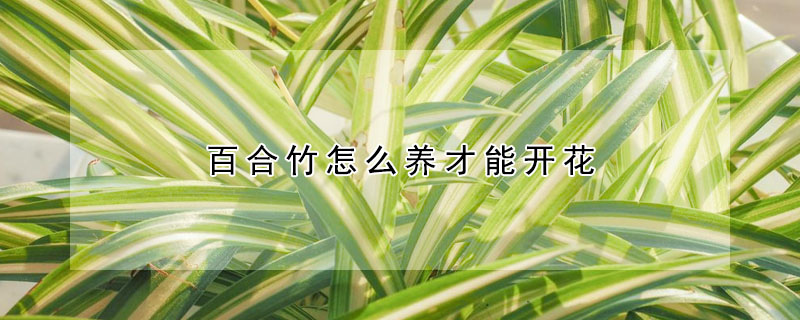 百合竹怎么養(yǎng)才能開花