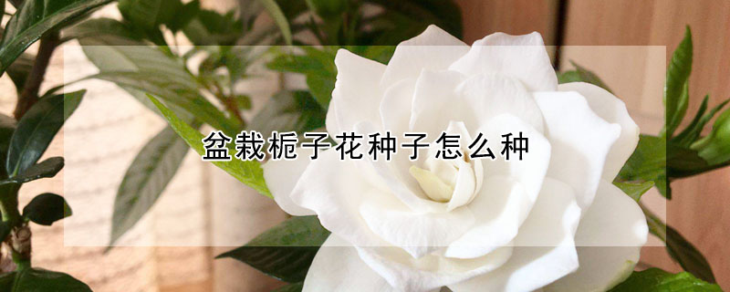 盆栽梔子花種子怎么種