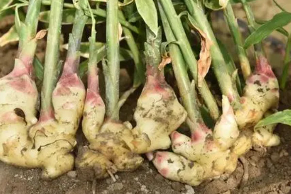 怎樣種姜最好 生姜的最佳種植方法