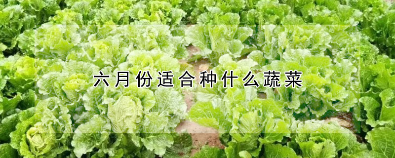 六月份適合種什么蔬菜