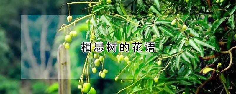 相思樹(shù)的花語(yǔ)