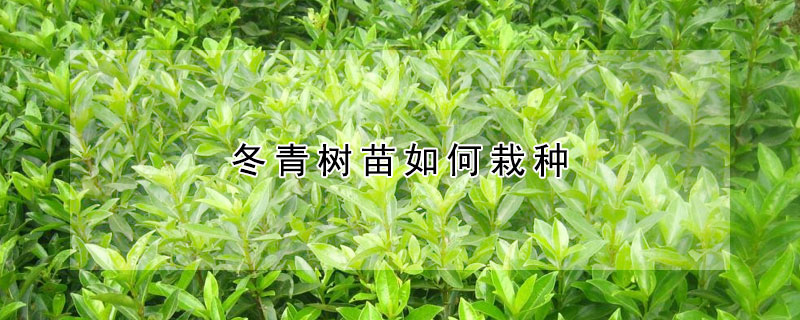 冬青樹(shù)苗如何栽種