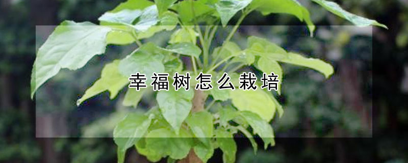 幸福樹(shù)怎么栽培