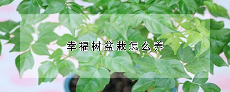 幸福樹盆栽怎么養(yǎng)