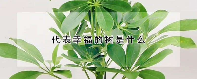 代表幸福的樹是什么