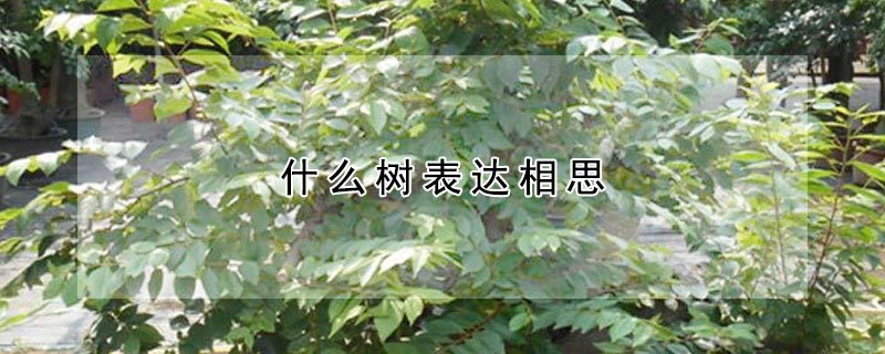 什么樹表達相思