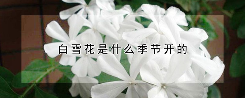 白雪花是什么季節開的