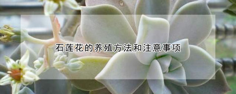 石蓮花的養(yǎng)殖方法和注意事項