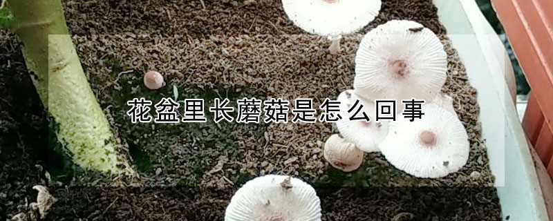 花盆里長(zhǎng)蘑菇是怎么回事