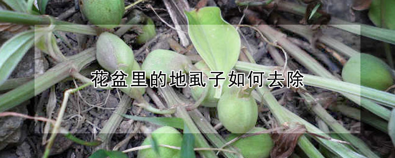 花盆里的地虱子如何去除