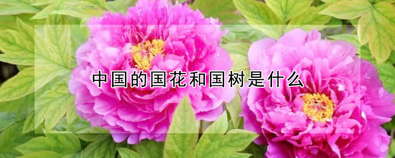 中國(guó)的國(guó)花和國(guó)樹(shù)是什么