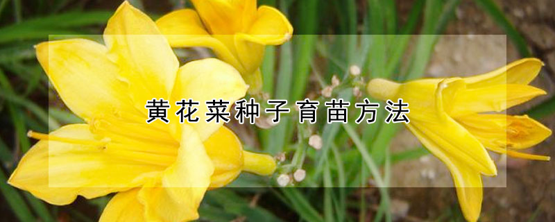 黃花菜種子育苗方法