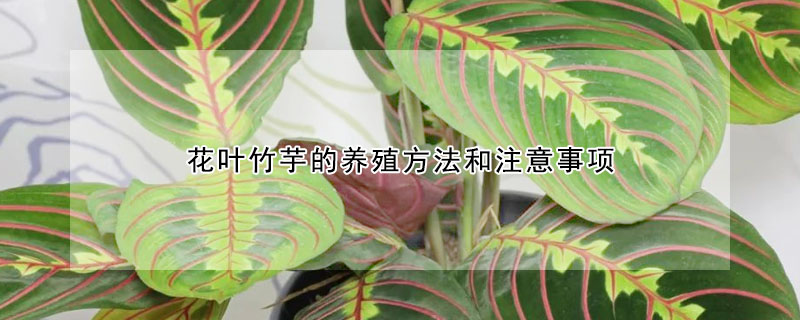 花葉竹芋的養(yǎng)殖方法和注意事項(xiàng)