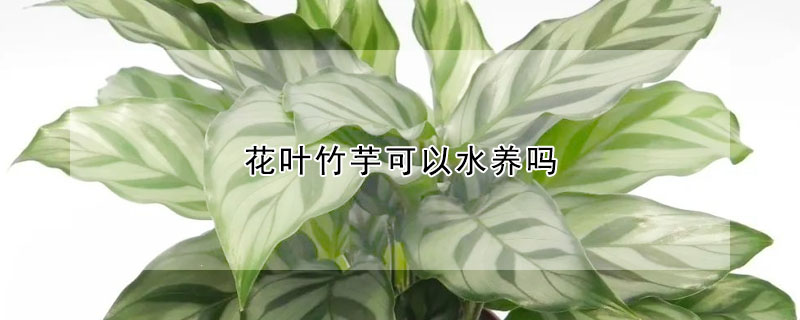 花葉竹芋可以水養(yǎng)嗎