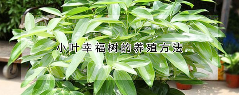 小葉幸福樹的養殖方法