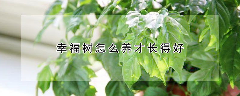 幸福樹怎么養(yǎng)才長得好