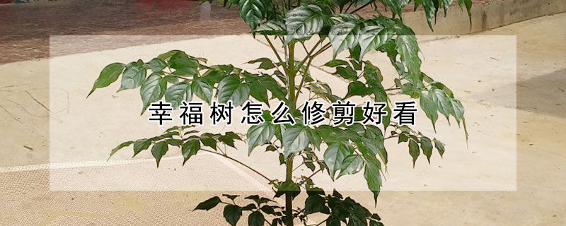 幸福樹怎么修剪好看