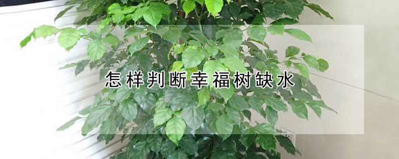 怎樣判斷幸福樹缺水