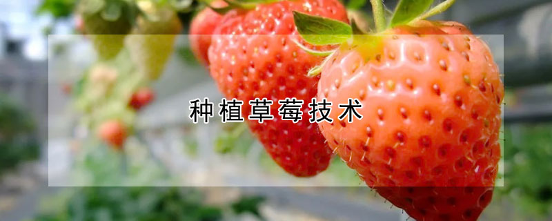 種植草莓技術