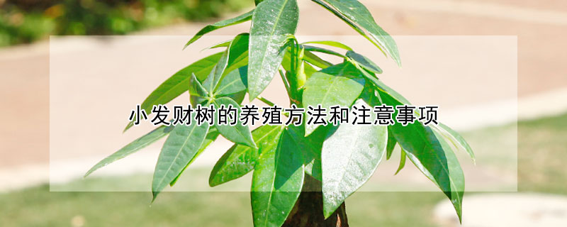 小發(fā)財樹的養(yǎng)殖方法和注意事項