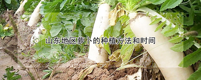 山東地區(qū)蘿卜的種植方法和時(shí)間