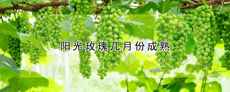 陽光玫瑰幾月份成熟