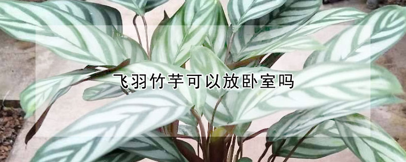 飛羽竹芋可以放臥室嗎