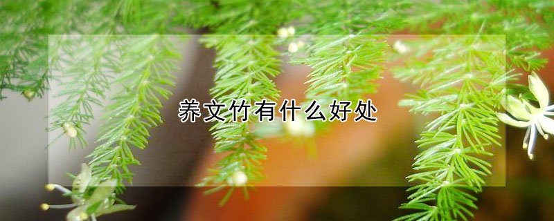 養文竹有什么好處