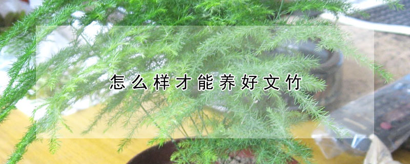 怎么樣才能養(yǎng)好文竹