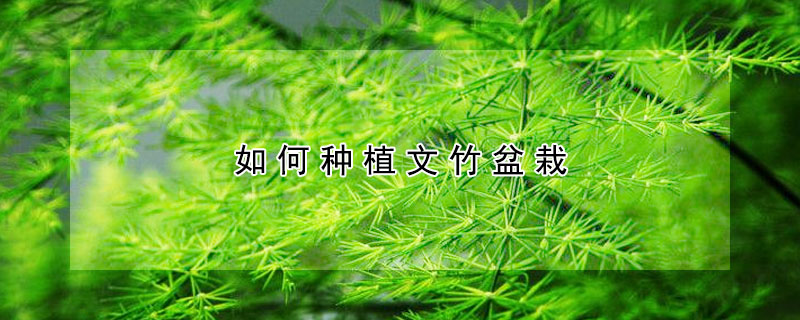 如何種植文竹盆栽