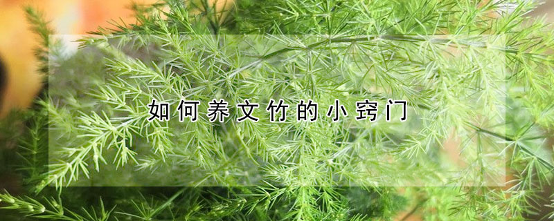 如何養(yǎng)文竹的小竅門