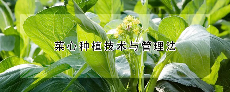 菜心種植技術與管理法