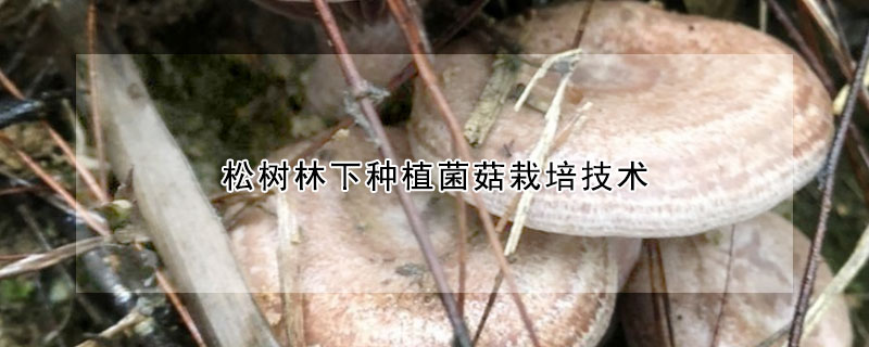 松樹林下種植菌菇栽培技術(shù)