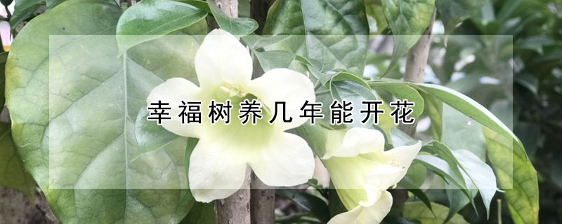 幸福樹養幾年能開花