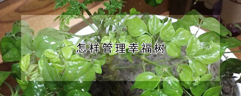 怎樣管理幸福樹