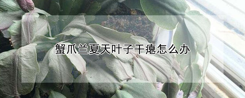 蟹爪蘭夏天葉子干癟怎么辦