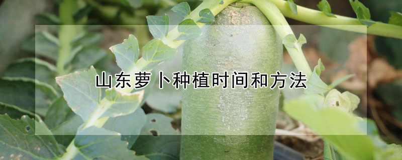 山東蘿卜種植時間和方法