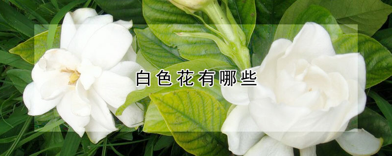 白色花有哪些