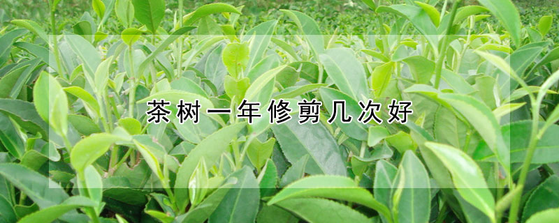 茶樹一年修剪幾次好