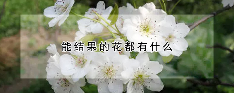 能結果的花都有什么