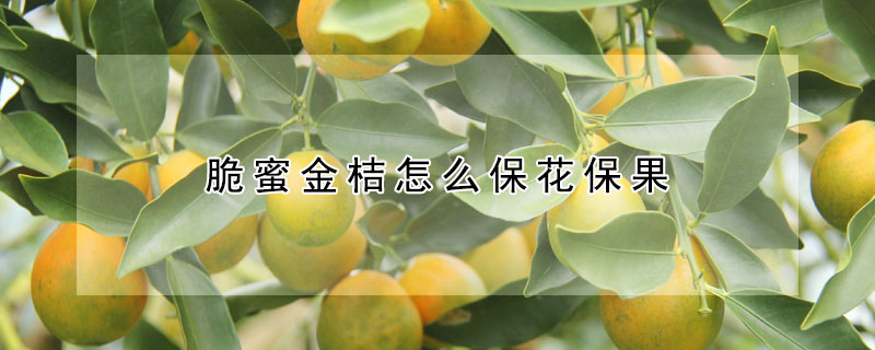 脆蜜金桔怎么保花保果