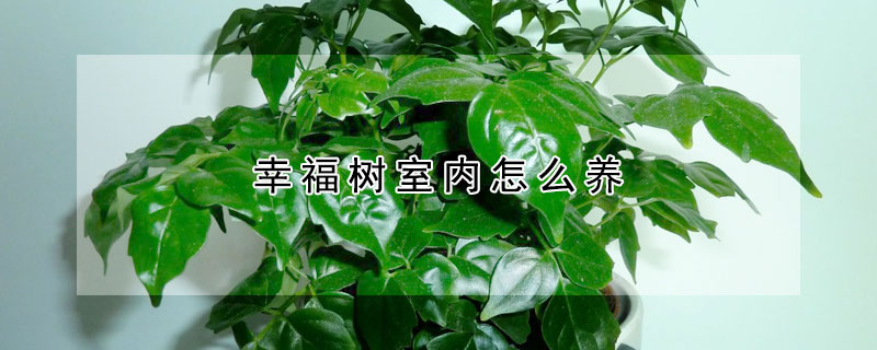 幸福樹室內怎么養(yǎng)