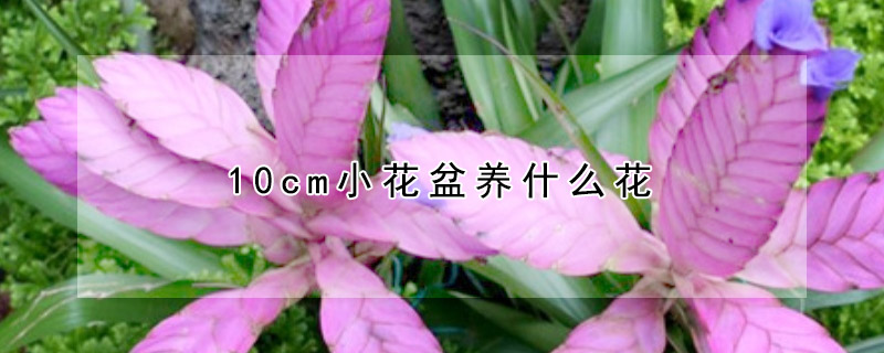 10cm小花盆養什么花