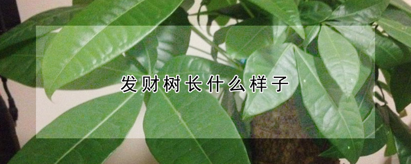 發財樹長什么樣子