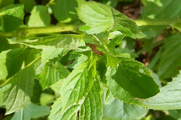 什么蔬菜排毒效果最好 排毒最好的食材是什么